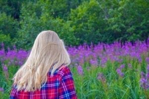 Alaska Fireweed